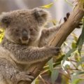 Discovering the Unique Wildlife of Australia: Top Animal Encounters