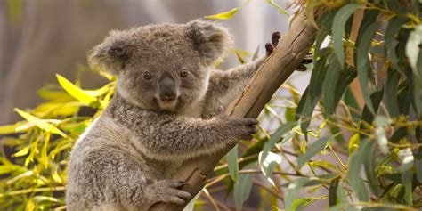 Discovering the Unique Wildlife of Australia: Top Animal Encounters