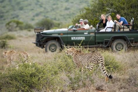 Safari Adventures in South Africa: Wildlife, Wilderness, and Natural Beauty