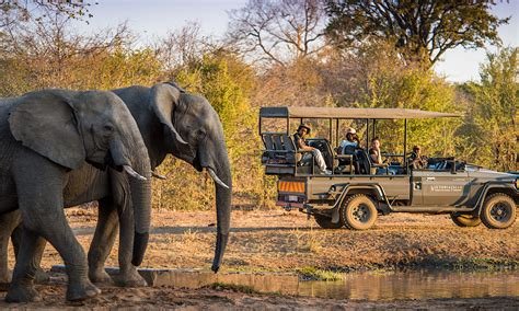 The Ultimate Guide to Safari Adventures in Africa