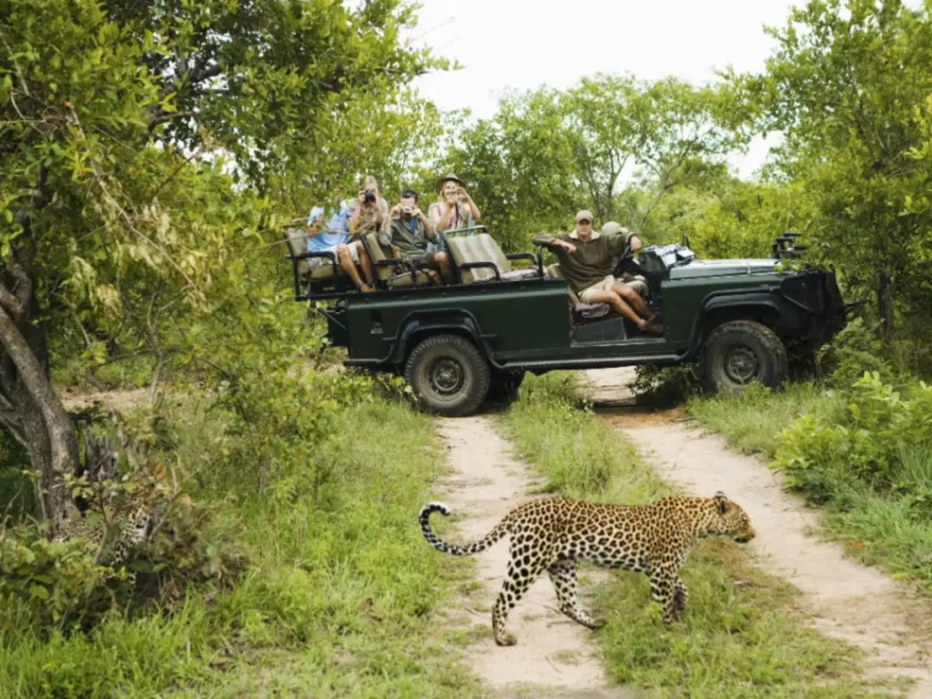 The Ultimate Guide to Safari Adventures in Africa