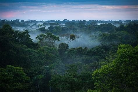 Experience the Wonders of the Amazon Rainforest in Brazil